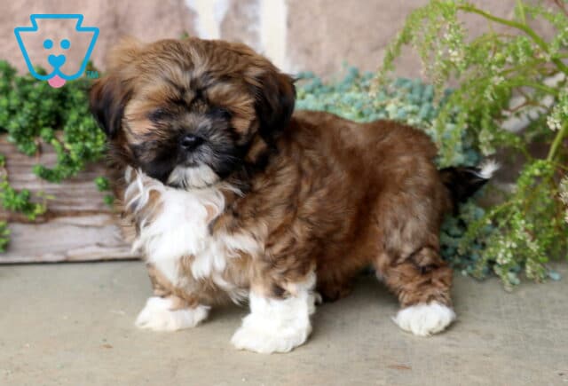 Makayla Shih Tzu image