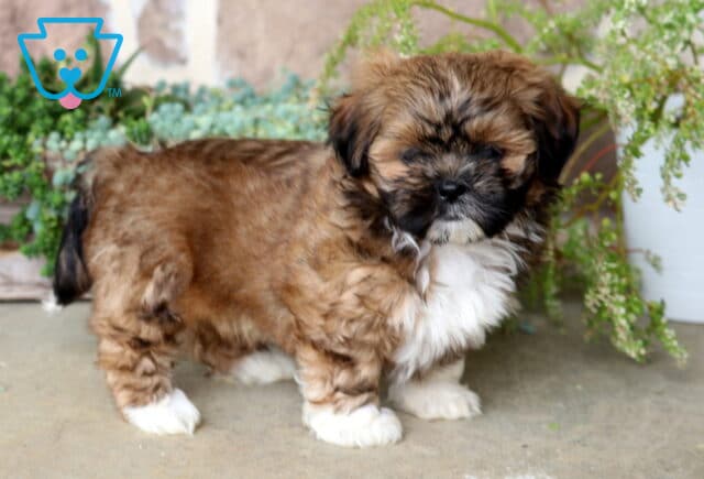 Makayla Shih Tzu2 image