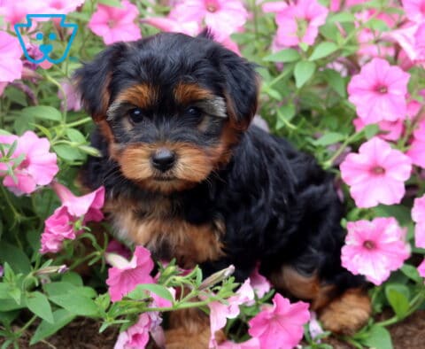 Adorable black and tan Yorkiepoo puppy nestled among vibrant pink petunias, gazing sweetly toward the camera with a fluffy coat and curious expression.