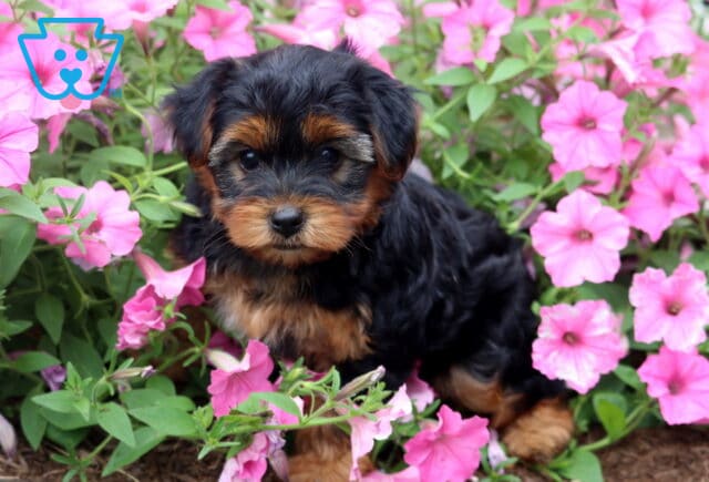 Adorable black and tan Yorkiepoo puppy nestled among vibrant pink petunias, gazing sweetly toward the camera with a fluffy coat and curious expression. image