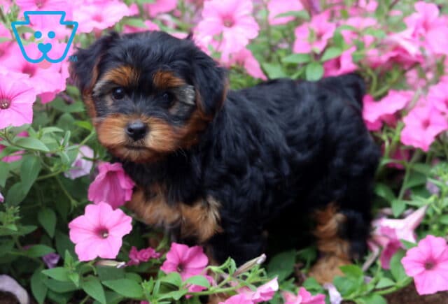 Black and tan Yorkiepoo puppy standing among blooming pink petunias, showing off a fluffy wavy coat while looking curiously toward the camera with bright, expressive eyes. image