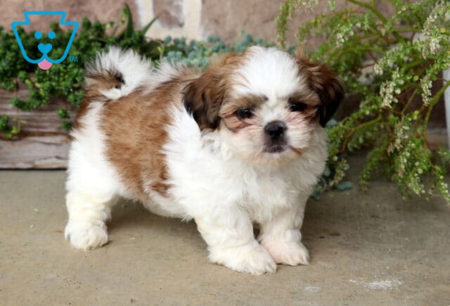 Fluffy brown and white Shih Tzu puppy standing on a patio with a curled tail, surrounded by lush green plants, showcasing its soft coat, sweet expression, and adorable teddy bear face. image