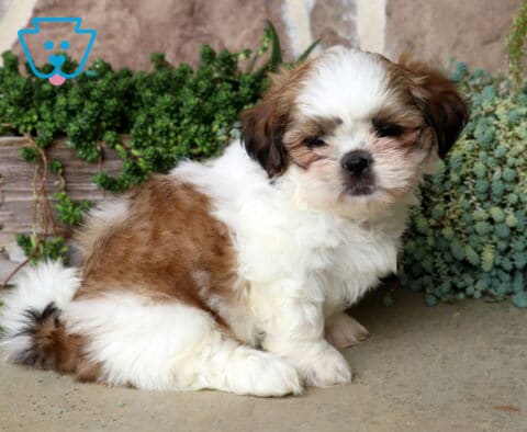 Adorable brown and white Shih Tzu puppy sitting with its fluffy curled tail tucked beside it, posing in front of lush green succulents with a gentle, sleepy expression and soft teddy bear face.