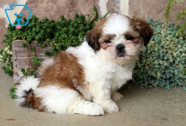 Adorable brown and white Shih Tzu puppy sitting with its fluffy curled tail tucked beside it, posing in front of lush green succulents with a gentle, sleepy expression and soft teddy bear face. image