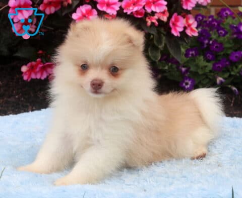 Cream Pomeranian puppy lying on a soft blue blanket, with a fluffy coat, bright round eyes, and a curled tail, posing in front of vibrant pink and purple flowers.