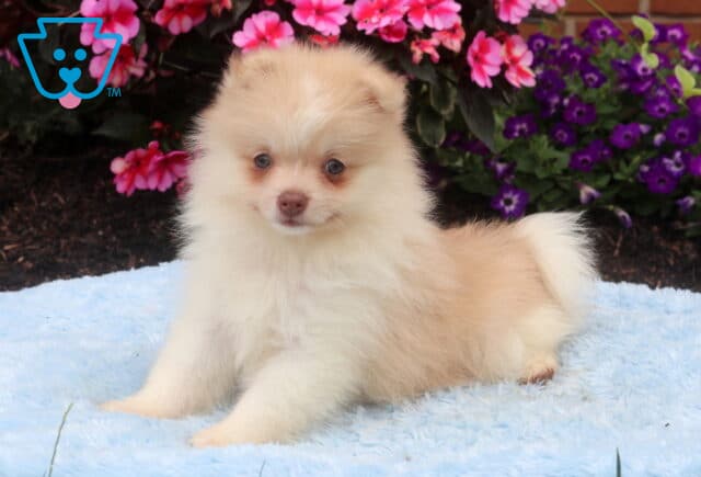 Cream Pomeranian puppy lying on a soft blue blanket, with a fluffy coat, bright round eyes, and a curled tail, posing in front of vibrant pink and purple flowers. image