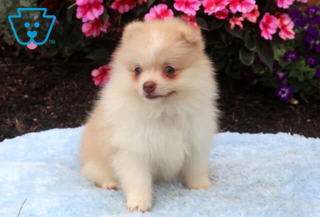 Fluffy cream Pomeranian puppy sitting on a soft blue blanket, featuring a plush coat, bright expressive eyes, and a sweet face, with colorful pink and purple flowers blooming in the background. image