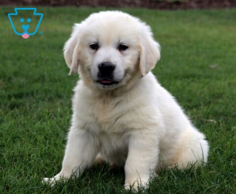 Marlow Eng Cream Golden