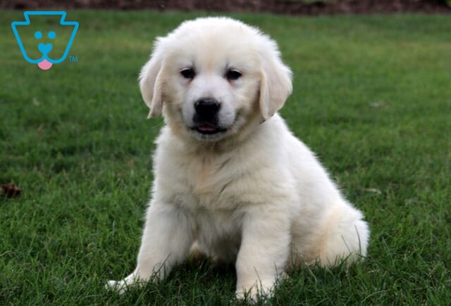 Marlow Eng Cream Golden image