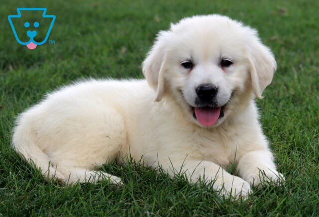 Marlow Eng Cream Golden2 image