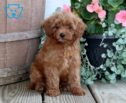 Marty Cavapoo