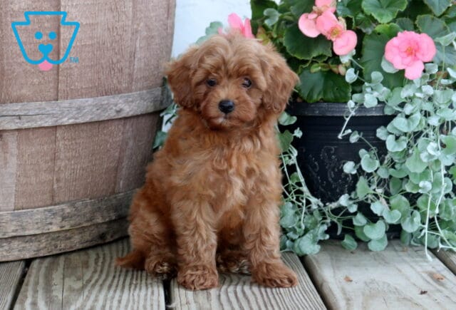 Marty Cavapoo image