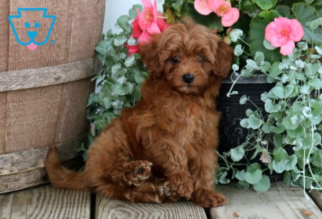 Marty Cavapoo2 image