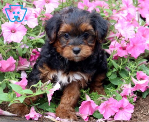 Black and tan Yorkiepoo puppy with a soft wavy coat exploring a bed of vibrant pink petunias, taking a small step forward while gazing curiously toward the camera.