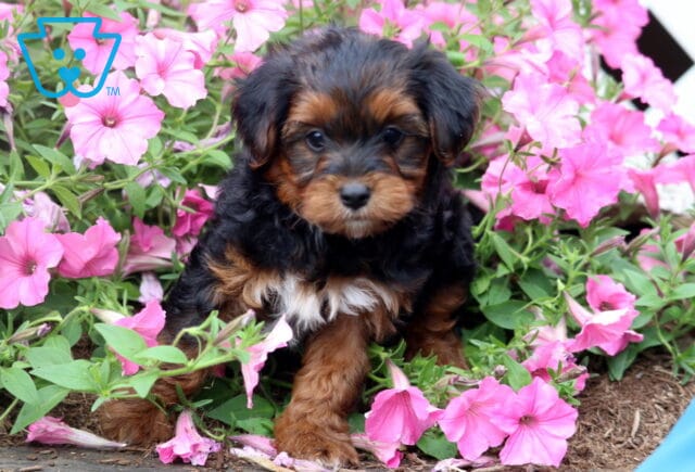 Black and tan Yorkiepoo puppy with a soft wavy coat exploring a bed of vibrant pink petunias, taking a small step forward while gazing curiously toward the camera. image
