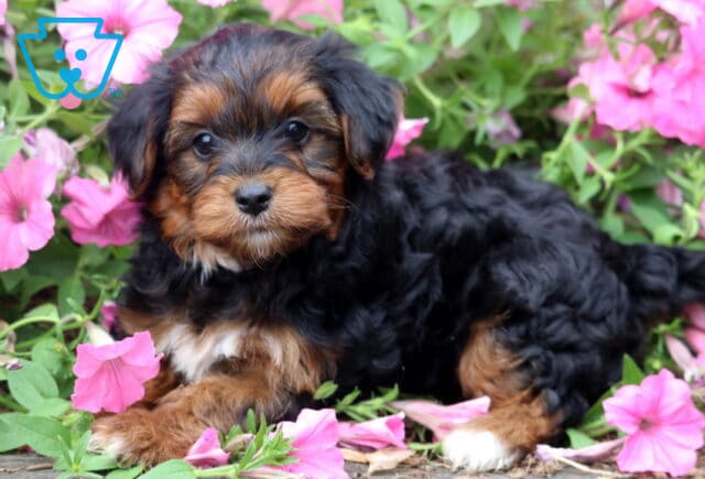 Fluffy black and tan Yorkiepoo puppy resting among bright pink petunias, showing a soft wavy coat, white chest markings, and an attentive expression while looking toward the camera. image