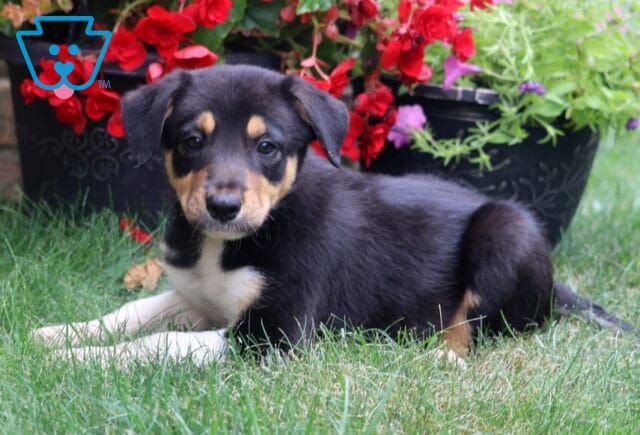 Sweet tricolor Border Collie puppy resting on fresh green grass, featuring a sleek black, white, and tan coat with expressive eyes, posed in front of vibrant red and pink flowering plants in a colorful garden. image