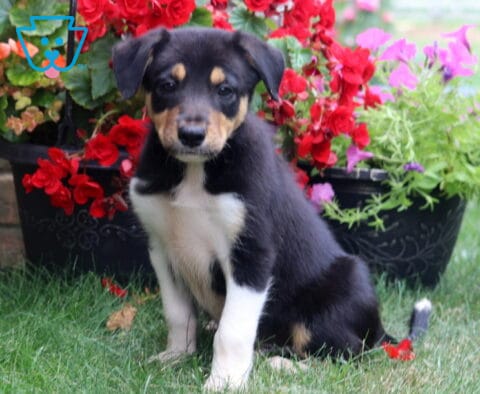 Alert tricolor Border Collie puppy sitting on green grass, showcasing a glossy black, white, and tan coat with a curious gaze, framed by vibrant red begonias and bright pink flowers in a garden setting.