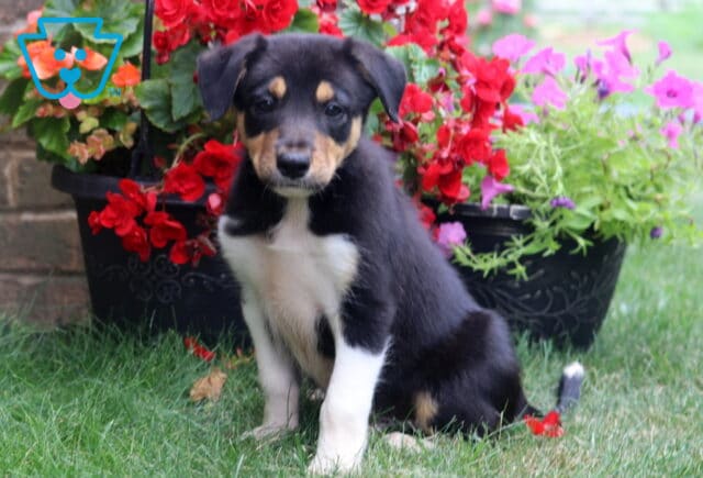 Alert tricolor Border Collie puppy sitting on green grass, showcasing a glossy black, white, and tan coat with a curious gaze, framed by vibrant red begonias and bright pink flowers in a garden setting. image