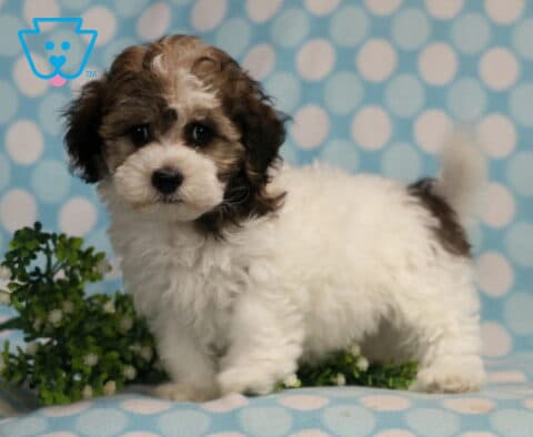 Havanese puppy with a fluffy white coat and chocolate-brown markings standing on a blue polka dot blanket, featuring a curled tail, bright round eyes, and a playful, alert stance beside decorative greenery.