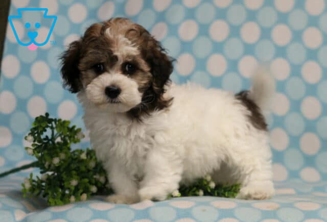 Havanese puppy with a fluffy white coat and chocolate-brown markings standing on a blue polka dot blanket, featuring a curled tail, bright round eyes, and a playful, alert stance beside decorative greenery. image