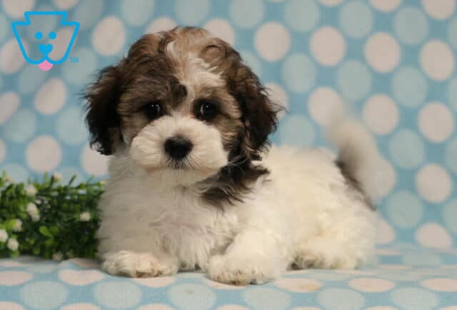 Havanese puppy with a fluffy white coat and chocolate-brown markings standing on a blue polka dot blanket, featuring a curled tail, bright round eyes, and a playful, alert stance beside decorative greenery. image