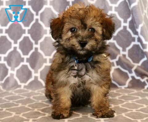 Fluffy apricot and cream Maltipoo puppy with a blue collar sitting on a patterned gray blanket, looking sweetly at the camera with bright, expressive eyes.