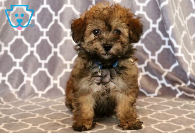 Fluffy apricot and cream Maltipoo puppy with a blue collar sitting on a patterned gray blanket, looking sweetly at the camera with bright, expressive eyes. image