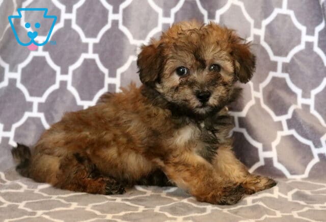 Adorable apricot and cream Maltipoo puppy with a soft, fluffy coat lying on a gray patterned blanket, looking curiously toward the camera with bright, expressive eyes. image