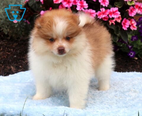 Adorable chocolate and white Pomeranian puppy standing on a soft blue blanket, showcasing a fluffy double coat, curled tail, and sweet expression with vibrant pink and purple flowers in the background.