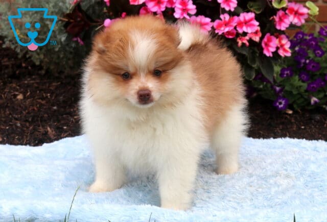 Adorable chocolate and white Pomeranian puppy standing on a soft blue blanket, showcasing a fluffy double coat, curled tail, and sweet expression with vibrant pink and purple flowers in the background. image