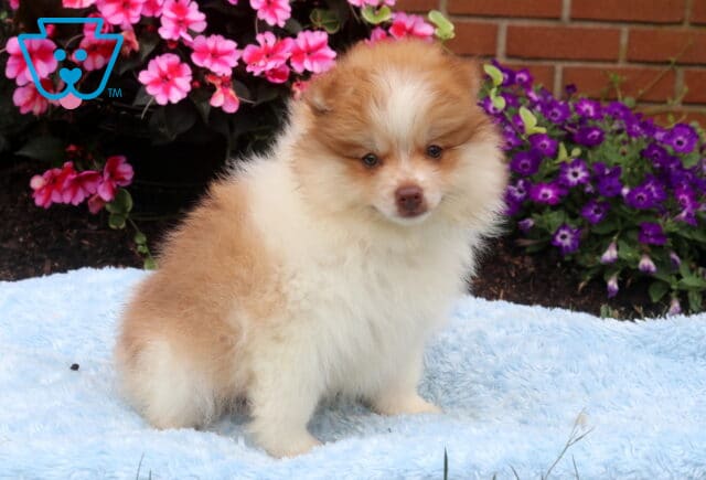Fluffy chocolate and cream Pomeranian puppy sitting on a soft blue blanket, featuring a full plush coat, fluffy ruff, and gentle expression with bright pink and purple flowers in the background. image