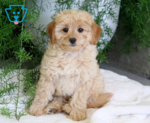 Fluffy apricot Cavapoo puppy sitting on a soft white blanket beneath lush green foliage, showing its curly coat, sweet face, and gentle expression in a cozy indoor setting.
