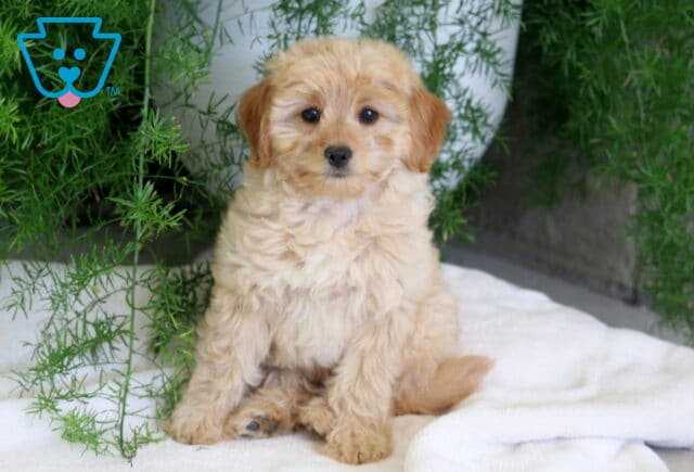 Fluffy apricot Cavapoo puppy sitting on a soft white blanket beneath lush green foliage, showing its curly coat, sweet face, and gentle expression in a cozy indoor setting. image