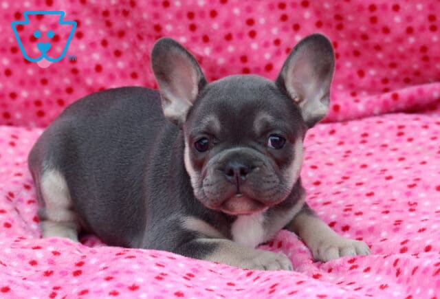 Blue French Bulldog puppy lying comfortably on a bright pink polka-dot blanket, featuring large upright ears, a tiny white chest patch, and a calm, inquisitive gaze. image