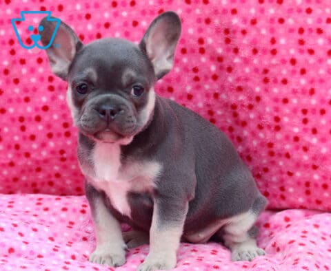 Blue French Bulldog puppy sitting proudly on a pink polka-dot blanket, displaying a smooth blue-gray coat, bright bat ears, white chest markings, and a gentle, attentive expression.