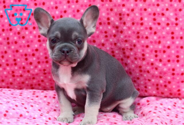 Blue French Bulldog puppy sitting proudly on a pink polka-dot blanket, displaying a smooth blue-gray coat, bright bat ears, white chest markings, and a gentle, attentive expression. image