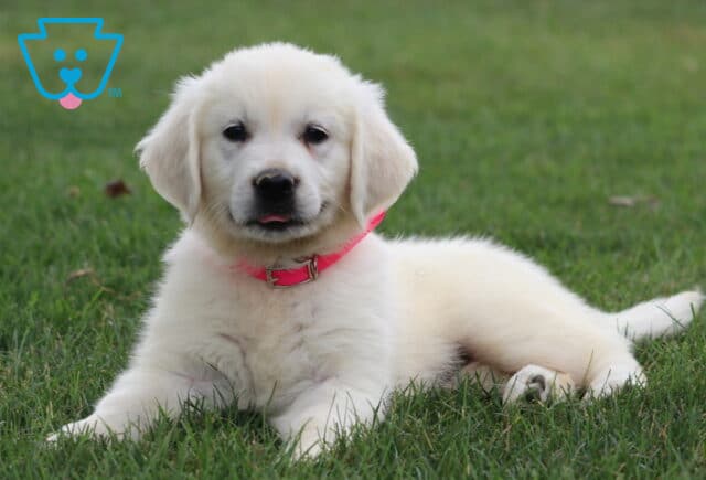 Meadow Eng Cream Golden image