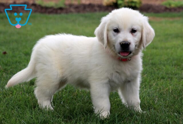 Meadow Eng Cream Golden2 image