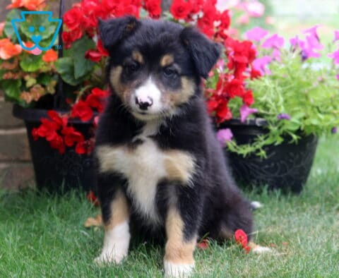 Fluffy tricolor Border Collie puppy sitting proudly on green grass, featuring a soft black, white, and tan coat with a distinctive white blaze and gentle expression, surrounded by vibrant red begonias and pink garden flowers.