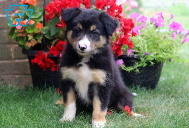 Fluffy tricolor Border Collie puppy sitting proudly on green grass, featuring a soft black, white, and tan coat with a distinctive white blaze and gentle expression, surrounded by vibrant red begonias and pink garden flowers. image