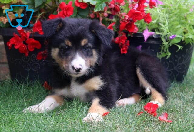 Tri-colored Border Collie puppy relaxing on the grass beneath bright red begonias, showing off a fluffy black, white, and tan coat with a unique speckled pink-and-black nose and an alert, inquisitive expression. image
