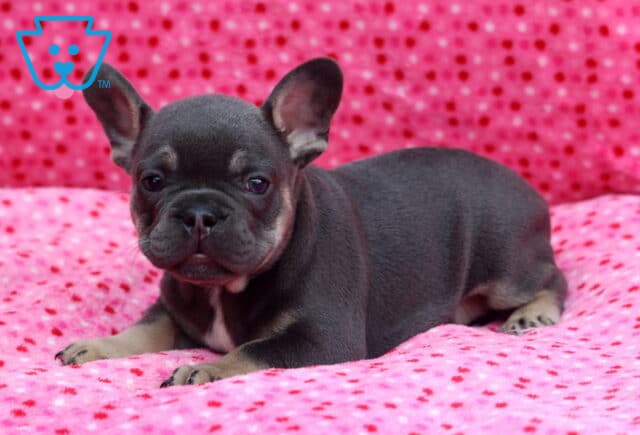 Blue French Bulldog puppy with upright ears relaxing on a bright pink polka-dot blanket, showing a compact build, tan points, and a sweet, attentive expression. image