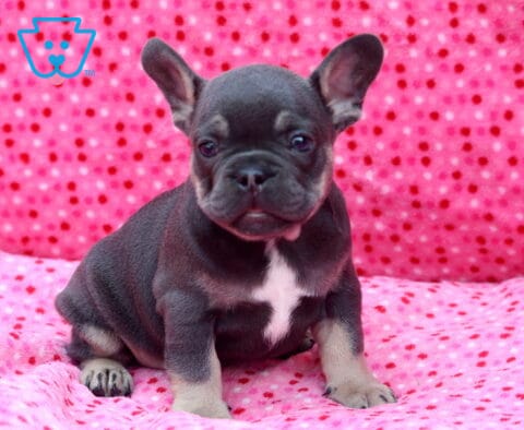 Blue French Bulldog puppy sitting upright on a bright pink polka-dot blanket, showing off large bat ears, a white chest patch, and an alert, confident expression.