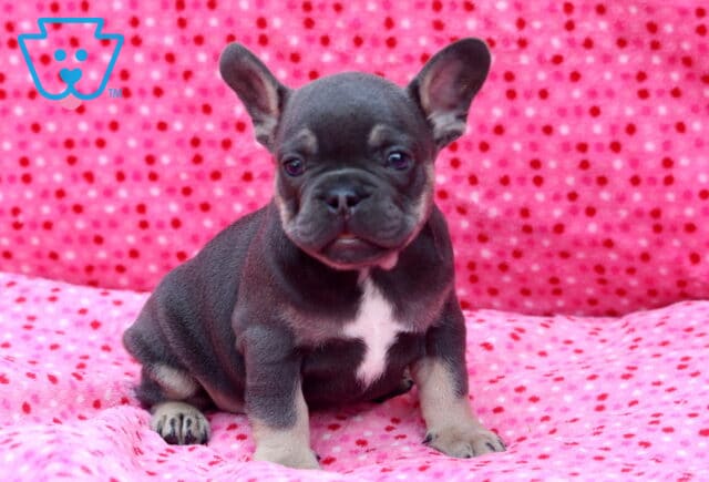Blue French Bulldog puppy sitting upright on a bright pink polka-dot blanket, showing off large bat ears, a white chest patch, and an alert, confident expression. image