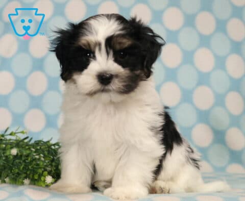 Havanese puppy with a fluffy black and white coat sitting proudly on a blue polka dot blanket, featuring soft feathered ears, a full plush coat, and an alert, gentle expression beside decorative greenery.