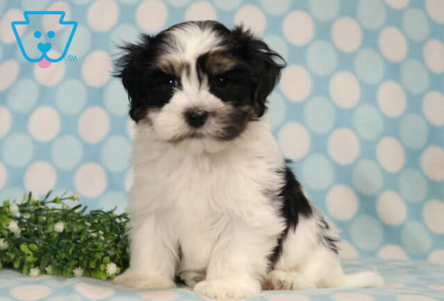Havanese puppy with a fluffy black and white coat sitting proudly on a blue polka dot blanket, featuring soft feathered ears, a full plush coat, and an alert, gentle expression beside decorative greenery. image