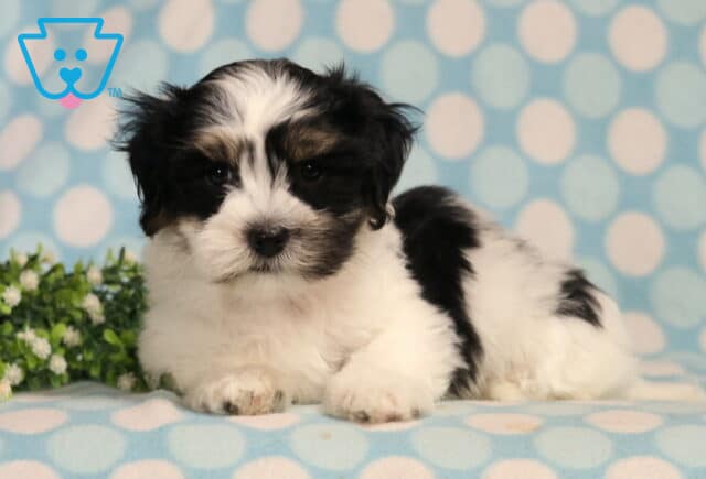 Havanese puppy with a silky black and white coat relaxing on a blue polka dot blanket, displaying a fluffy face, soft expressive eyes, and a cozy lounging pose beside decorative greenery. image