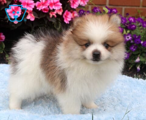 Fluffy cream and sable Pomeranian puppy standing on a soft blue blanket, featuring a thick plush coat, fox-like face, and bright curious eyes with colorful pink and purple flowers in the background.