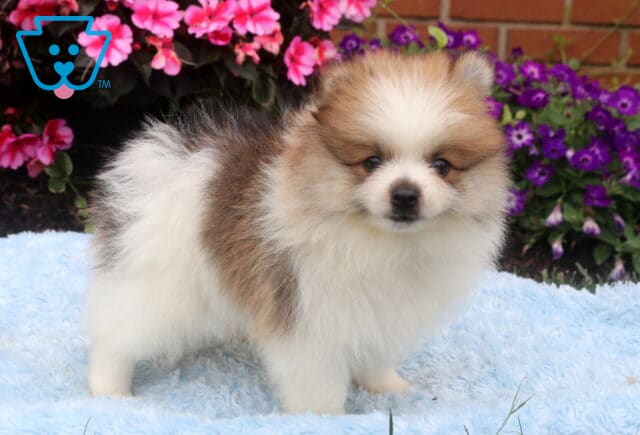 Fluffy cream and sable Pomeranian puppy standing on a soft blue blanket, featuring a thick plush coat, fox-like face, and bright curious eyes with colorful pink and purple flowers in the background. image